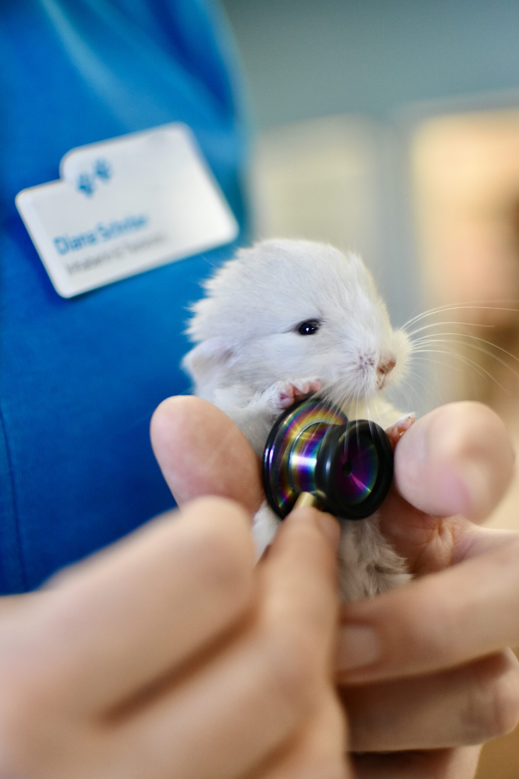 Chinchilla 3
